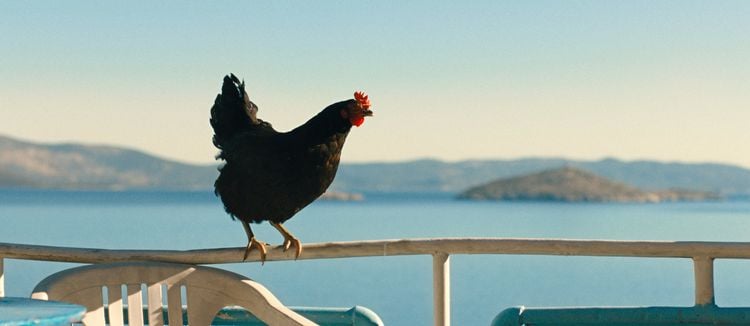 Produktbild: Lebensansichten eines Huhns