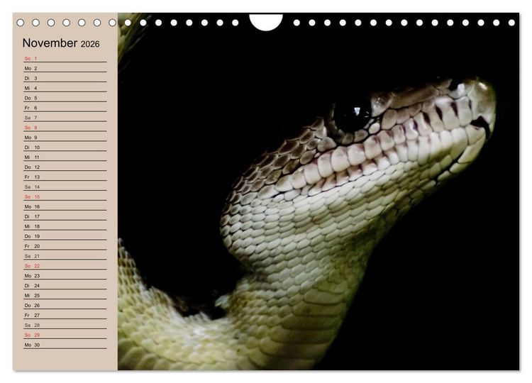 Produktbild: Schlangen (Wandkalender 2026 DIN A4 quer), CALVENDO Monatskalender
