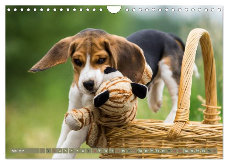 Produktbild: Beaglebabys auf Entdeckungstour (Wandkalender 2026 DIN A4 quer), CALVENDO Monatskalender