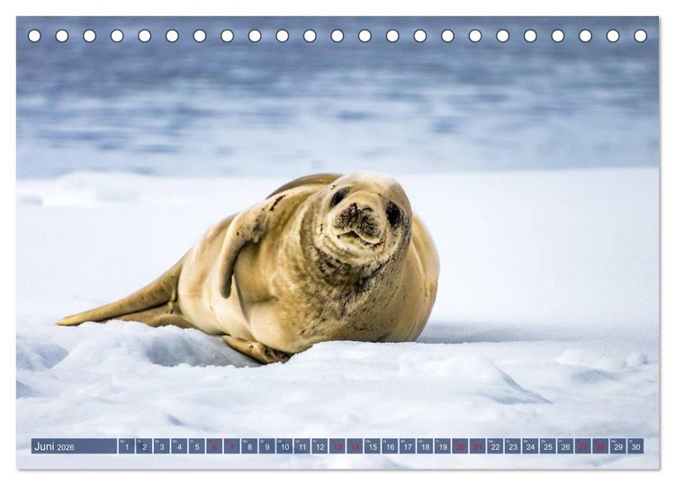 Produktbild: Antarktis Gletscher, Robben, Pinguine (Tischkalender 2026 DIN A5 quer), CALVENDO Monatskalender
