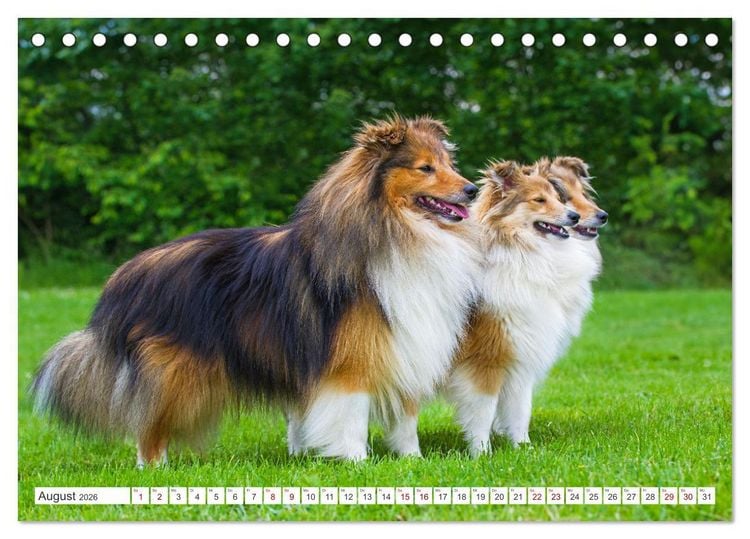 Produktbild: Sheltie - Ein St&uuml;ck vom Gl&uuml;ck (Tischkalender 2026 DIN A5 quer), CALVENDO Monatskalender