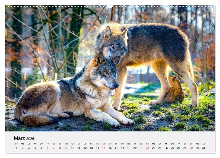 Produktbild: W&ouml;lfe. Ein Herz f&uuml;r Isegrim! (Wandkalender 2026 DIN A2 quer), CALVENDO Monatskalender