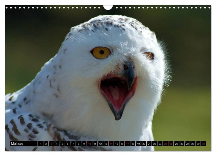 Produktbild: Faszination Greifv&ouml;gel Schnelle J&auml;ger (Wandkalender 2026 DIN A3 quer), CALVENDO Monatskalender