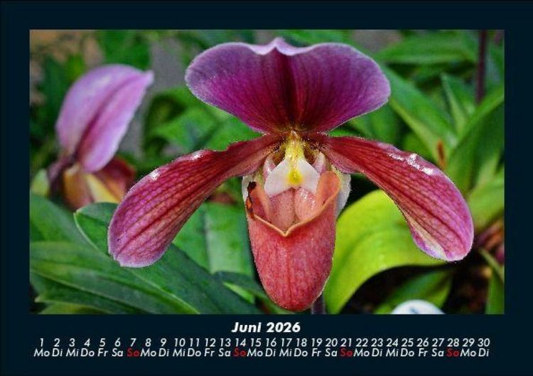 Produktbild: Blumentr&auml;ume 2026 Fotokalender DIN A5