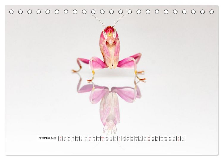 Produktbild: La Mante Orchid&eacute;e (Calendrier de bureau 2026 DIN A5 vertical), CALVENDO calendrier mensuel