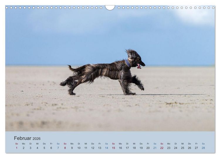 Produktbild: AFGHANISCHE WINDHUNDE 2026 (Wandkalender 2026 DIN A3 quer), CALVENDO Monatskalender