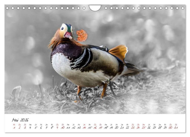 Produktbild: Abenteuer einer Mandarinente (Wandkalender 2026 DIN A4 quer), CALVENDO Monatskalender