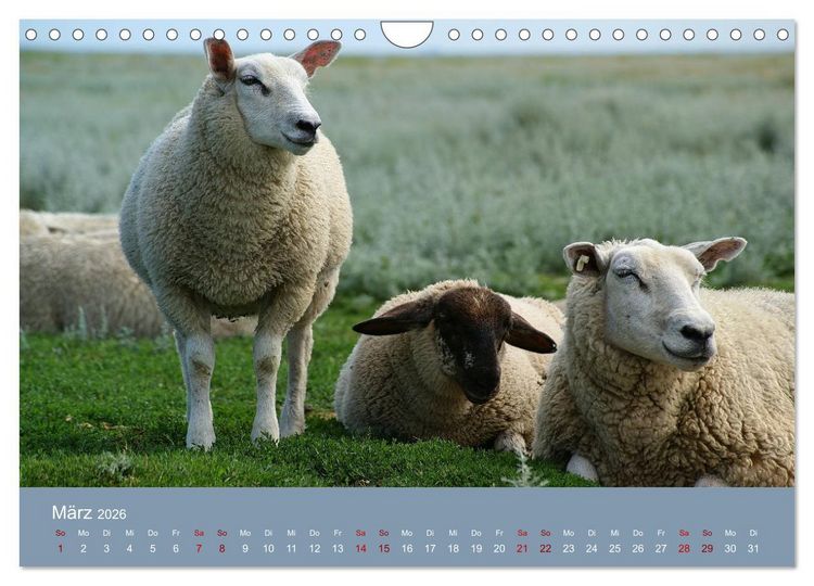 Produktbild: Westerhever (Wandkalender 2026 DIN A4 quer), CALVENDO Monatskalender