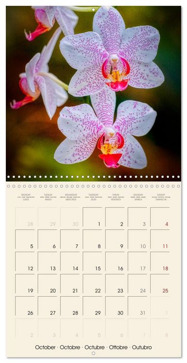 Produktbild: Butterfly orchids in high fidelity (Wall Calendar 2026 12 &times; 12 Inch) CALVENDO 12 Month Wall Calendar