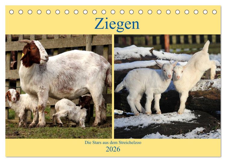 Produktbild: Ziegen - Die Stars aus dem Streichelzoo (Tischkalender 2026 DIN A5 quer), CALVENDO Monatskalender