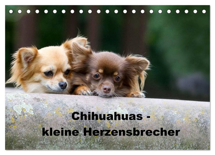 Produktbild: Chihuahuas - kleine Herzensbrecher (Tischkalender 2026 DIN A5 quer), CALVENDO Monatskalender