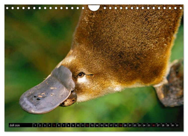 Produktbild: Australiens Tierwelt (Wandkalender 2026 DIN A4 quer), CALVENDO Monatskalender