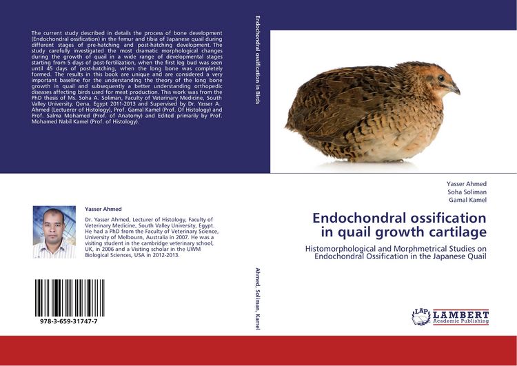Produktbild: Endochondral ossification in quail growth cartilage