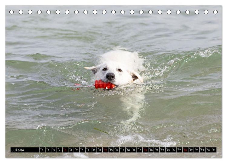 Produktbild: Berger Blanc Suisse - Weggef&auml;hrten auf 4 Pfoten (Tischkalender 2026 DIN A5 quer), CALVENDO Monatskalender