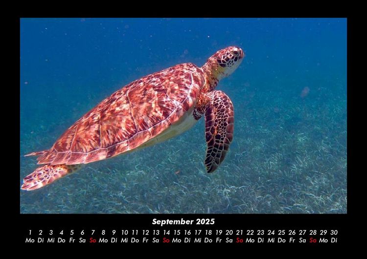 Produktbild: Schildkr&ouml;tenzauber 2025 Fotokalender DIN A3