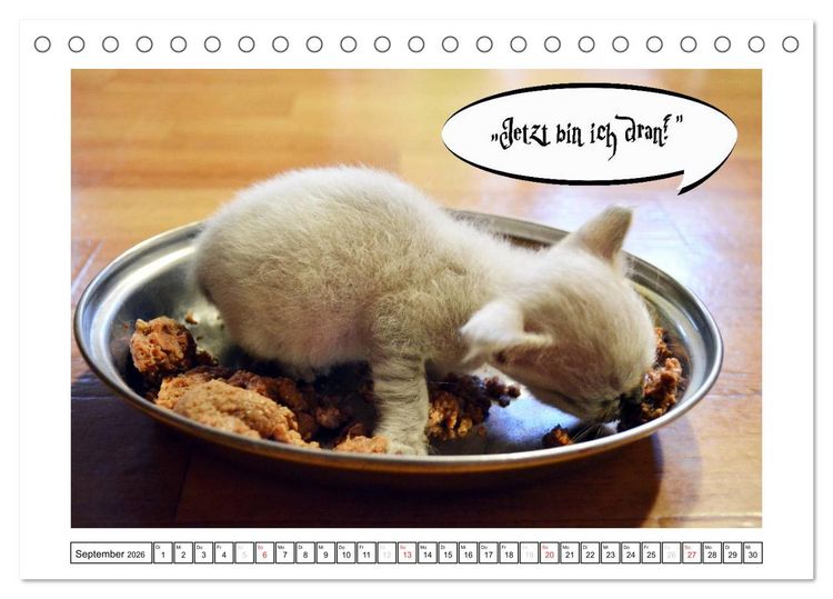Produktbild: Lustiger Katzenkalender (Tischkalender 2026 DIN A5 quer), CALVENDO Monatskalender