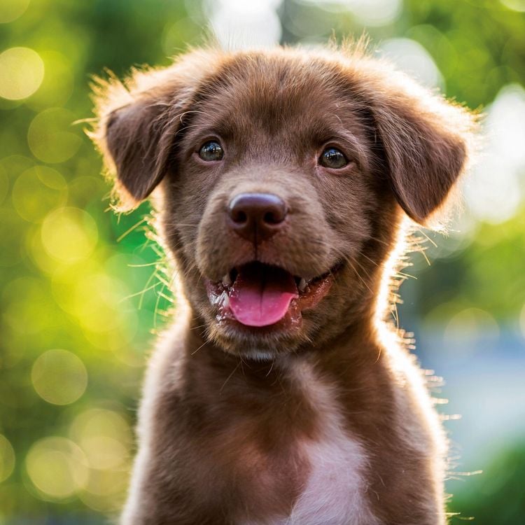 Produktbild: Hundewelpen / Puppy Dogs 2027
