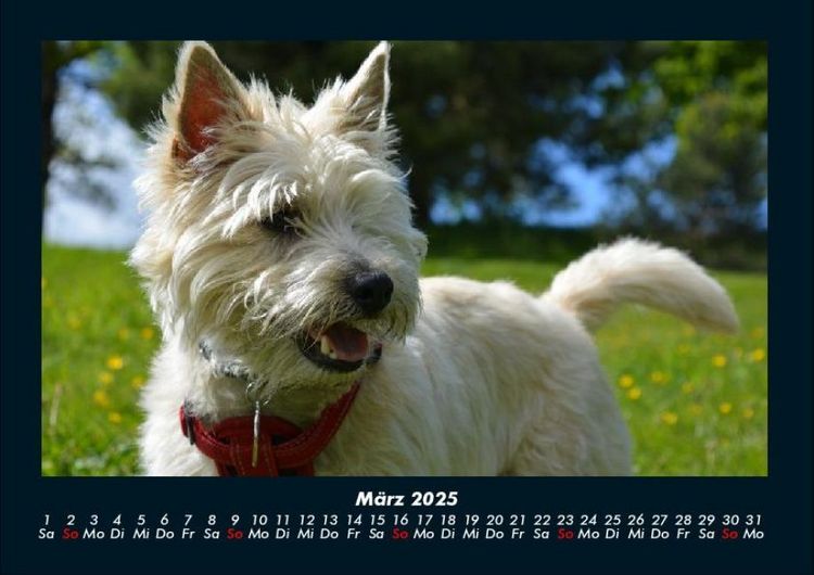 Produktbild: Der Hundekalender 2025 Fotokalender DIN A4
