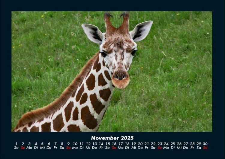 Produktbild: Giraffen 2025 Fotokalender DIN A4