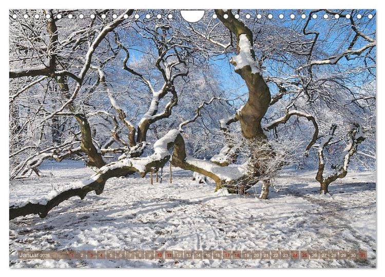 Produktbild: Bad Nenndorf, Kurpark-Impressionen (Wandkalender 2026 DIN A4 quer), CALVENDO Monatskalender