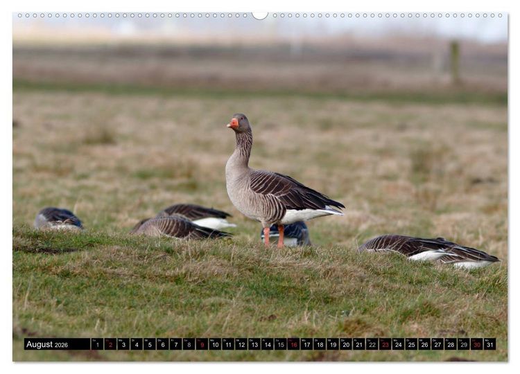 Produktbild: Gefiederte Sch&ouml;nheiten - Wildg&auml;nse in Norddeutschland (Wandkalender 2026 DIN A2 quer), CALVENDO Monatskalender