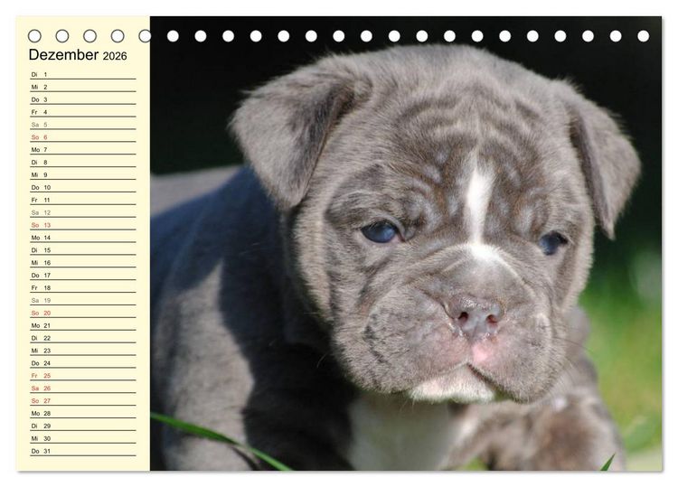 Produktbild: Bulldoggen-Moppelchen (Tischkalender 2026 DIN A5 quer), CALVENDO Monatskalender