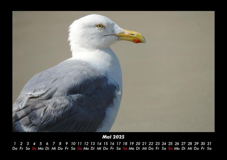 Produktbild: Vogelparadies 2025 Fotokalender DIN A3