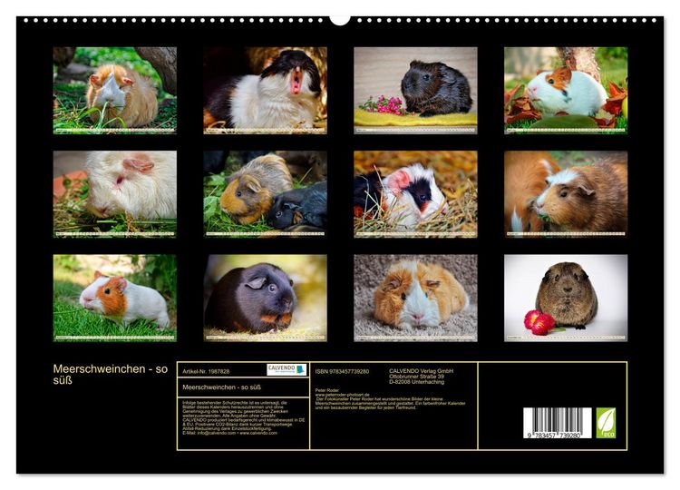 Produktbild: Meerschweinchen - so s&uuml;&szlig; (hochwertiger Premium Wandkalender 2026 DIN A2 quer), Kunstdruck in Hochglanz