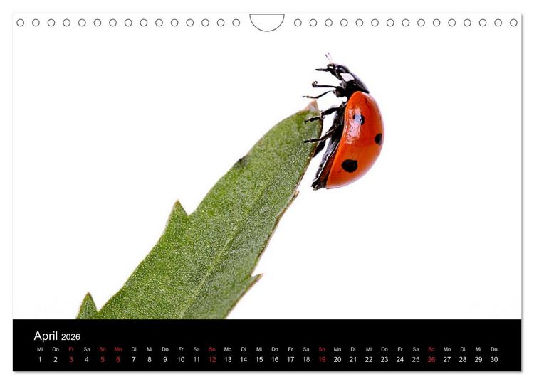 Produktbild: Viel Gl&uuml;ck - Marienk&auml;fer im Fotostudio (Wandkalender 2026 DIN A4 quer), CALVENDO Monatskalender