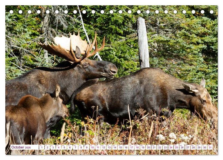 Produktbild: THE NORTHERN WOODLANDS MOOSE (Desk Calendar 2026 DIN A5 landscape), CALVENDO 12 Month DeskCalendar