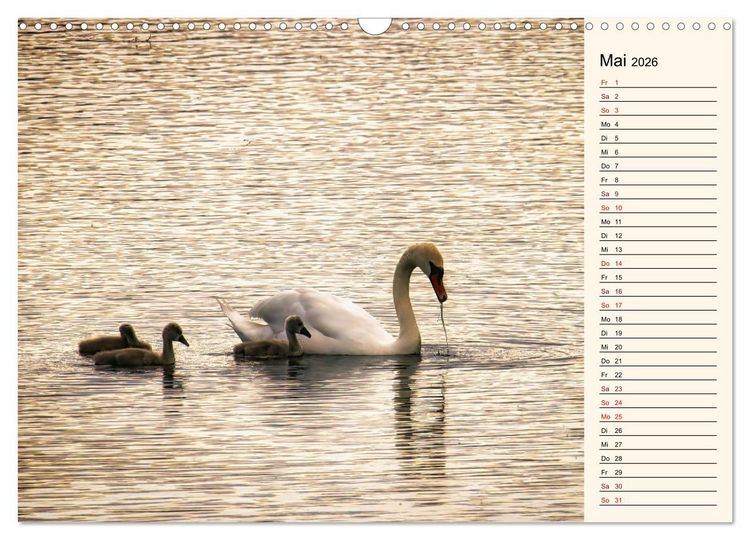 Produktbild: Schwanenzauber (Wandkalender 2026 DIN A3 quer), CALVENDO Monatskalender