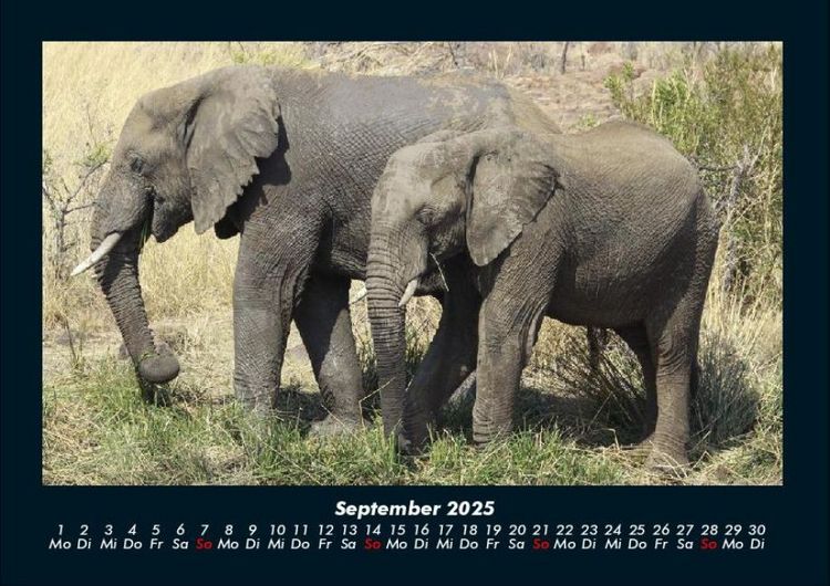 Produktbild: Der Elefantenkalender 2025 Fotokalender DIN A4