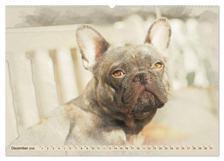 Produktbild: Franz&ouml;sische Bulldoggen 2026 (hochwertiger Premium Wandkalender 2026 DIN A2 quer), Kunstdruck in Hochglanz