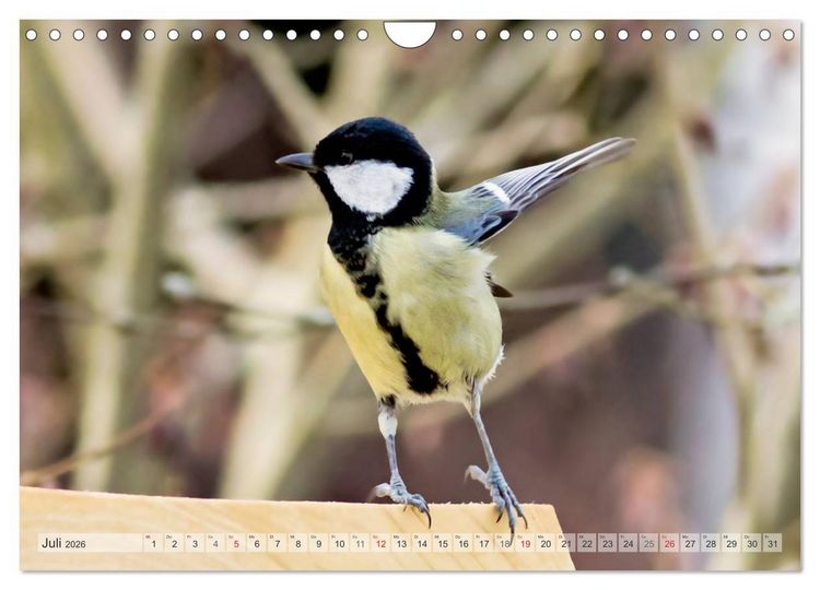 Produktbild: NATUR PUR Heimische Singv&ouml;gel (Wandkalender 2026 DIN A4 quer), CALVENDO Monatskalender
