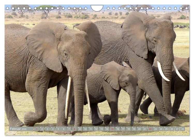 Produktbild: Asiatische und afrikanische Elefanten (Wandkalender 2026 DIN A4 quer), CALVENDO Monatskalender