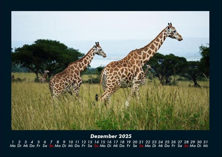 Produktbild: Giraffen 2025 Fotokalender DIN A4