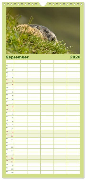 Produktbild: Familienplaner 2026 - Alpenmurmeltiere - Stars vor der Kamera mit 5 Spalten (Wandkalender, 21 x 45 cm) CALVENDO