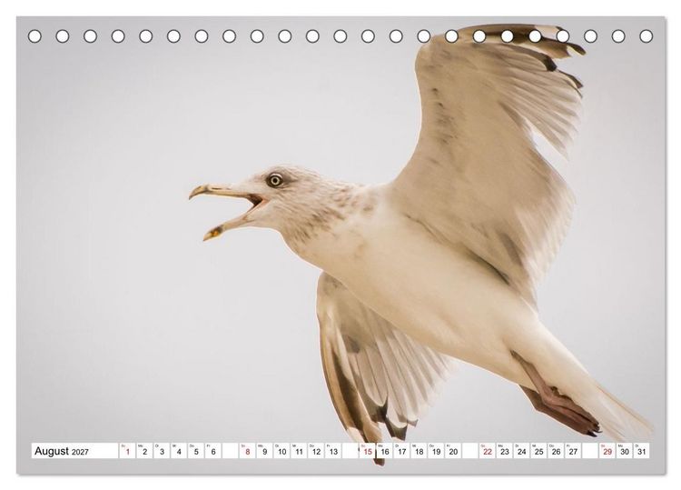 Produktbild: M&ouml;wen- Botschafter des Windes (Tischkalender 2027 DIN A5 quer), CALVENDO Monatskalender