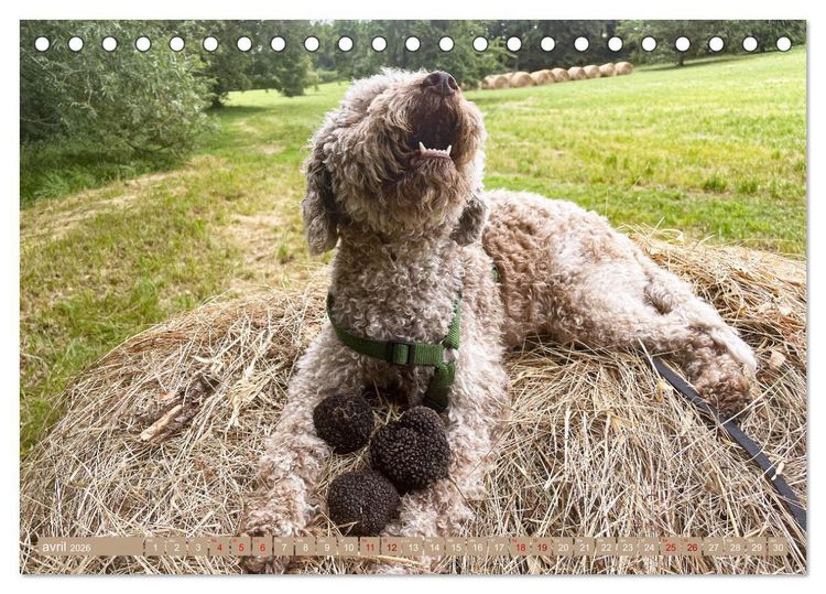 Produktbild: Tr&eacute;sors de truffes fran&ccedil;aises (Calendrier de bureau 2026 DIN A5 vertical), CALVENDO calendrier mensuel