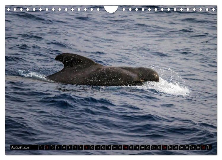 Produktbild: La Gomera Sonne, Meer und Vulkane (Wandkalender 2026 DIN A4 quer), CALVENDO Monatskalender