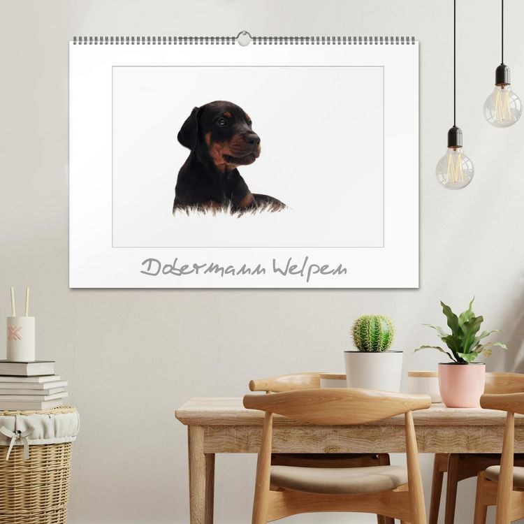 Produktbild: Dobermann Welpen (Wandkalender 2026 DIN A2 quer), CALVENDO Monatskalender