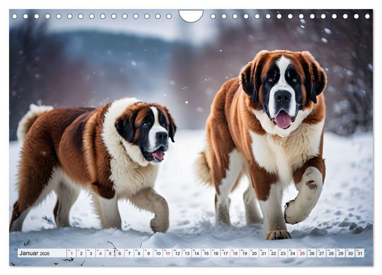 Produktbild: Gigant Bernhardiner (Wandkalender 2026 DIN A4 quer), CALVENDO Monatskalender