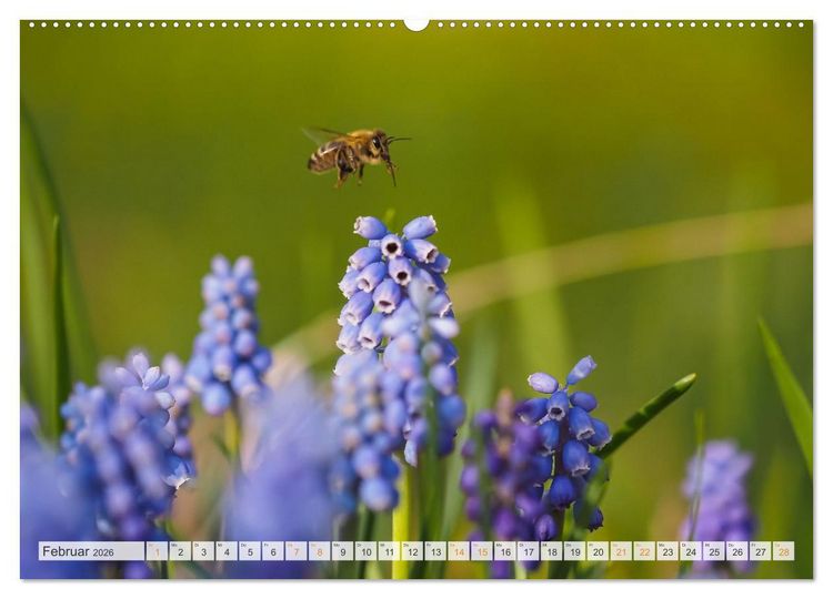 Produktbild: Bienen und Hummeln in Aktion (hochwertiger Premium Wandkalender 2026 DIN A2 quer), Kunstdruck in Hochglanz