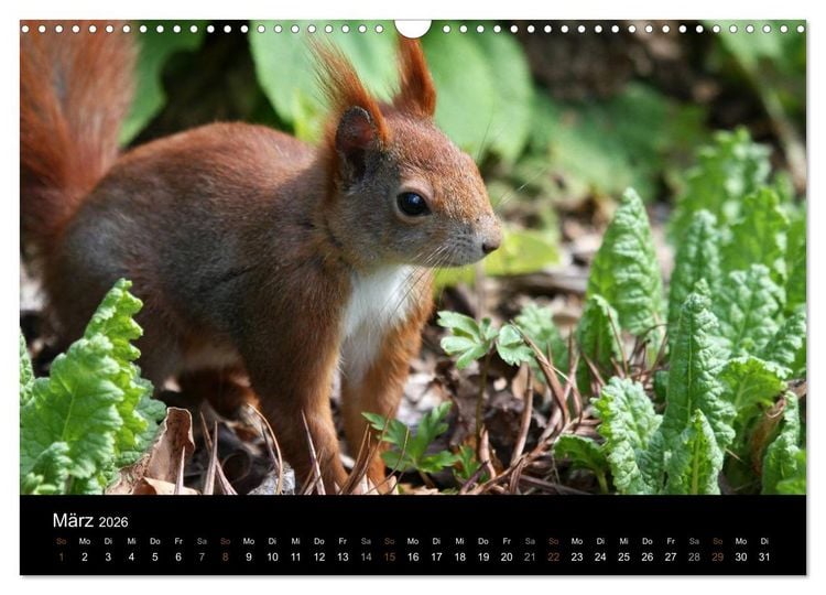 Produktbild: Eichh&ouml;rnchen (Wandkalender 2026 DIN A3 quer), CALVENDO Monatskalender