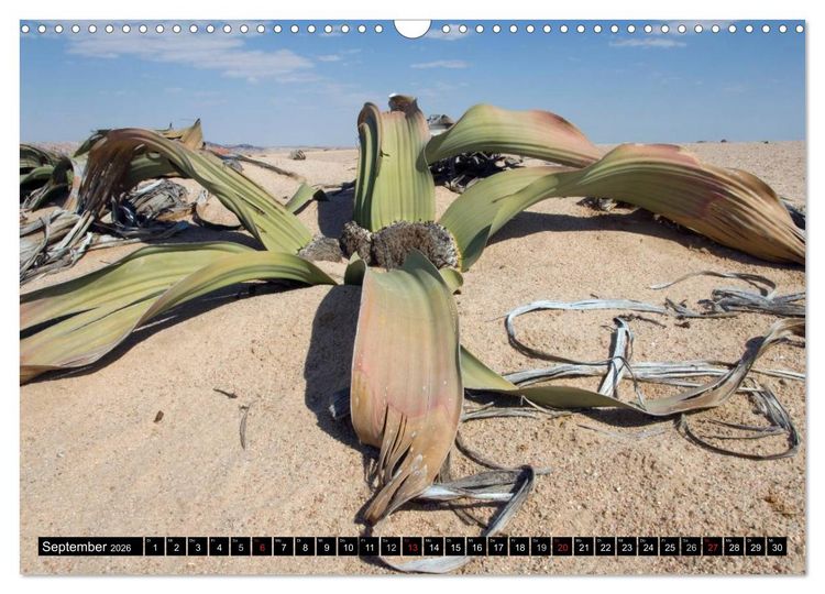 Produktbild: Faszination Namibia (Wandkalender 2026 DIN A3 quer), CALVENDO Monatskalender