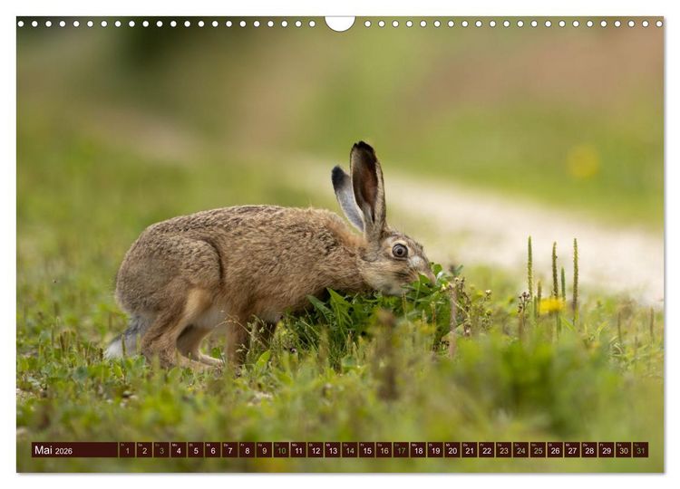Produktbild: Zauberhafte Wesen - Reineke Fuchs und Meister Lampe (Wandkalender 2026 DIN A3 quer), CALVENDO Monatskalender