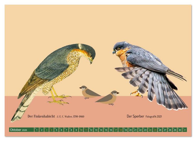 Produktbild: Vom Reiger zum Reiher (hochwertiger Premium Wandkalender 2026 DIN A2 quer), Kunstdruck in Hochglanz