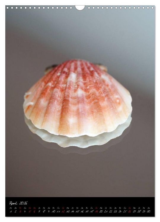 Produktbild: Muscheln und Schnecken (Wandkalender 2026 DIN A3 hoch), CALVENDO Monatskalender