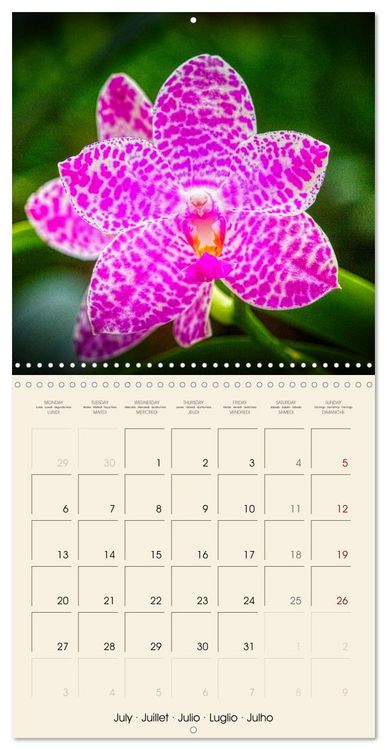 Produktbild: Butterfly orchids in high fidelity (Wall Calendar 2026 12 &times; 12 Inch) CALVENDO 12 Month Wall Calendar