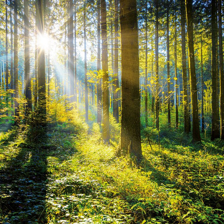 Produktbild: Deep Forest 2024